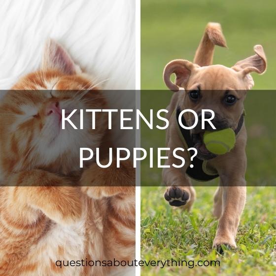 this or that question: kittens or puppies?