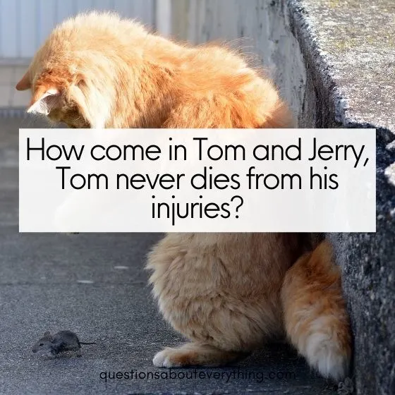 dumb questions tom and jerry