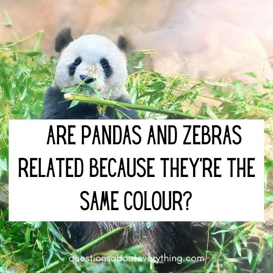 dumb questions zebras and pandas 