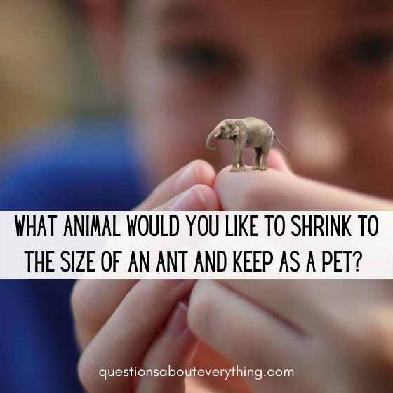 random questions to ask anyone tiny animal 